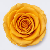 Long Stem Forever Roses Floragram