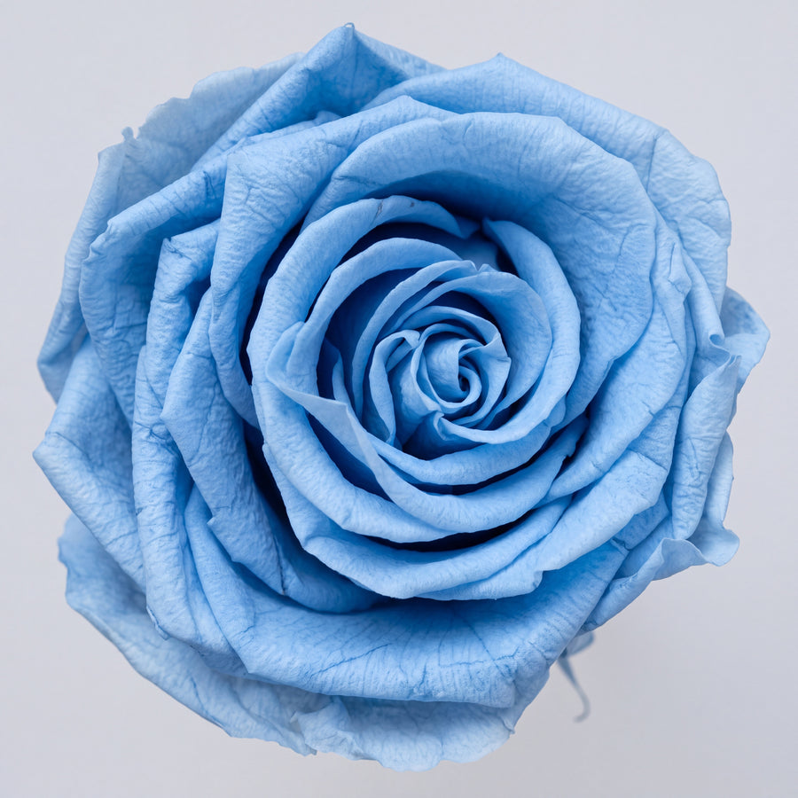 Long Stem Forever Roses Floragram