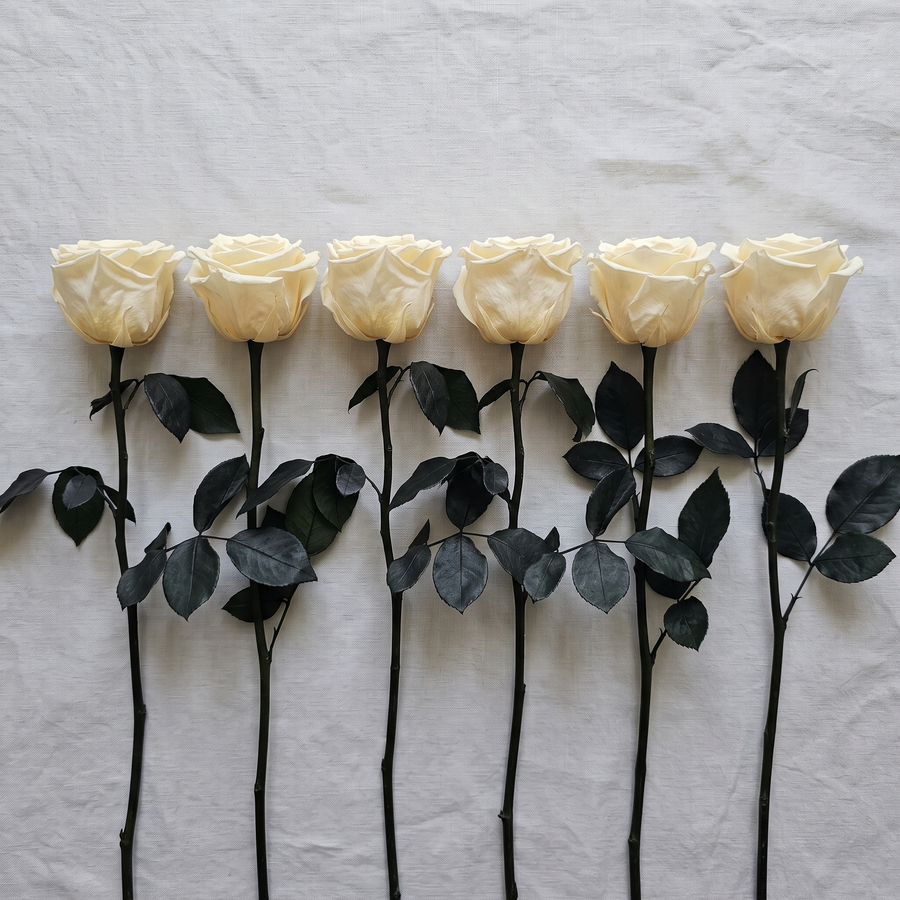 Six cream long stem preserved roses laid flat in a row on linen