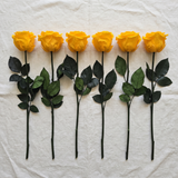Six yellow long stem preserved roses laid flat in a row on linen
