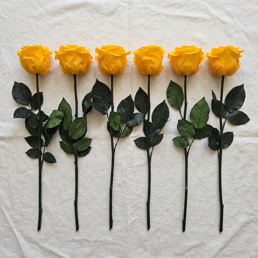 Six yellow long stem preserved roses laid flat in a row on linen