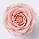 Long Stem Forever Roses Floragram