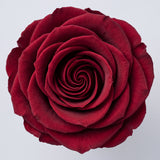Long Stem Forever Roses Floragram